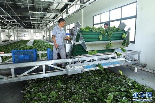 家门口的“金饭碗” 陕西安康产业发展一线见闻